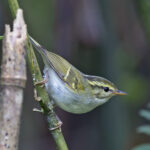 Kloss's Leaf Warbler (image by Pete Morris)