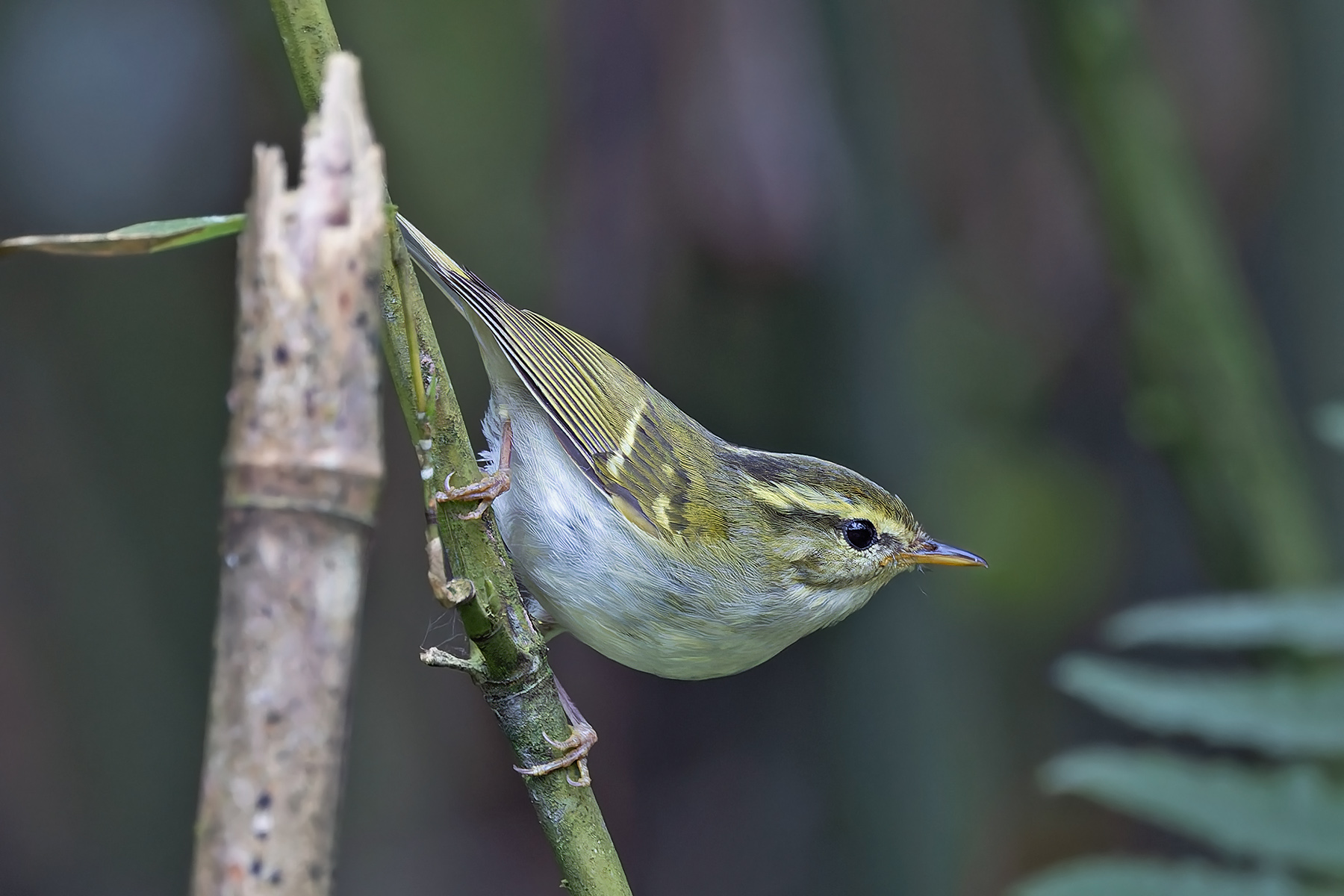 Kloss's Leaf Warbler (image by Pete Morris)