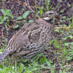 Koklass Pheasant (image by Pete Morris)