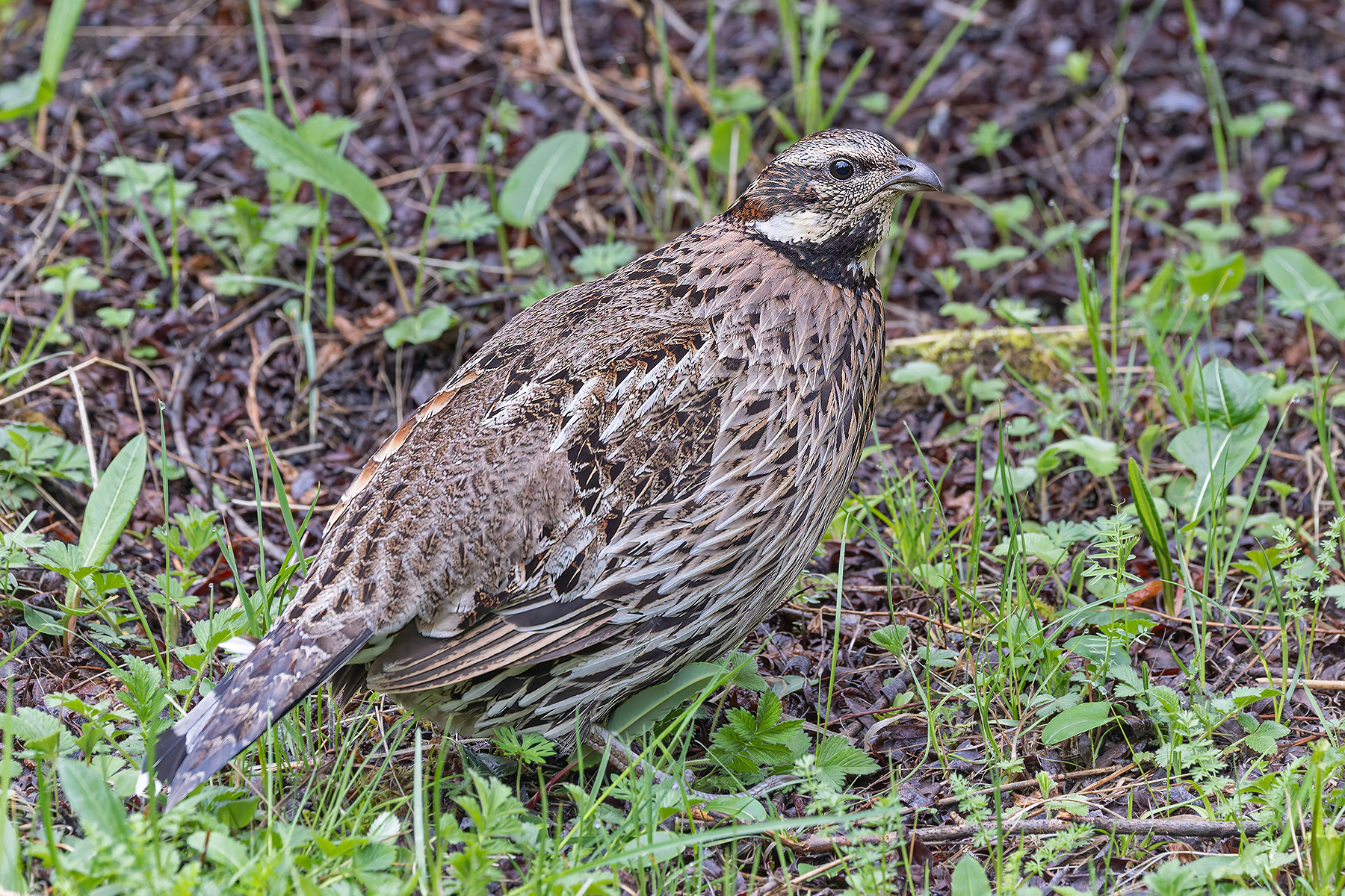 Koklass Pheasant (image by Pete Morris)