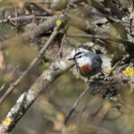 Krüper's Nuthatch (image by Diedert Koppenol)