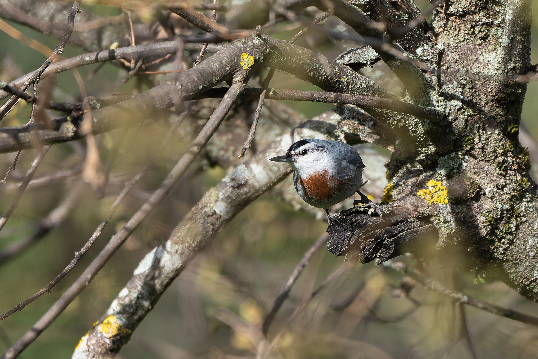 Krüper's Nuthatch (image by Diedert Koppenol)