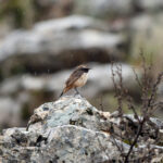 male Kurdish Wheatear (image by Diedert Koppenol)