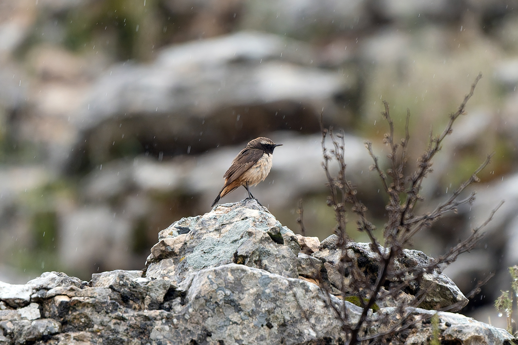 male Kurdish Wheatear (image by Diedert Koppenol)