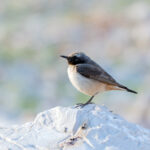 Kurdish Wheatear (image by Diedert Koppenol)