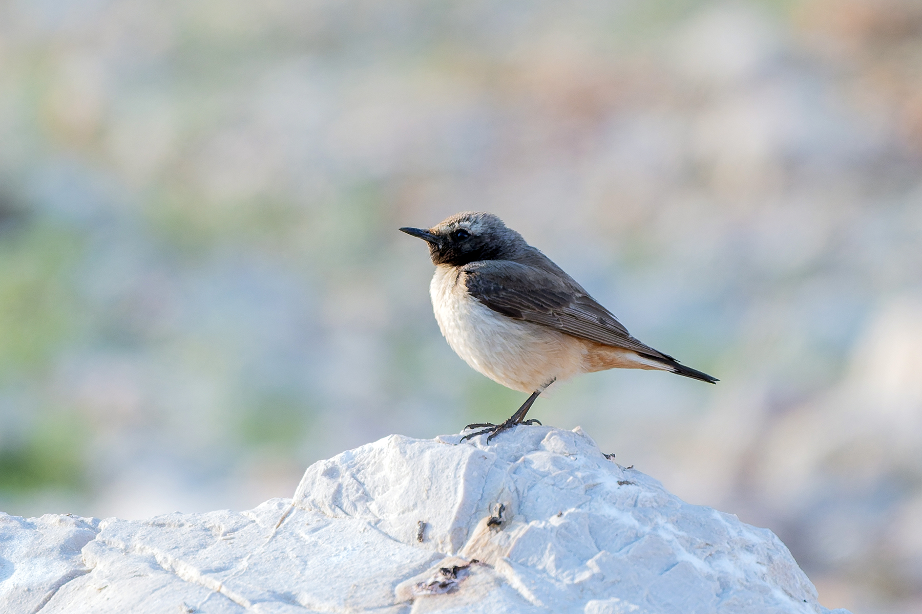 Kurdish Wheatear (image by Diedert Koppenol)