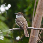 La Sagra's Flycatcher (image by Leo Garrigues)