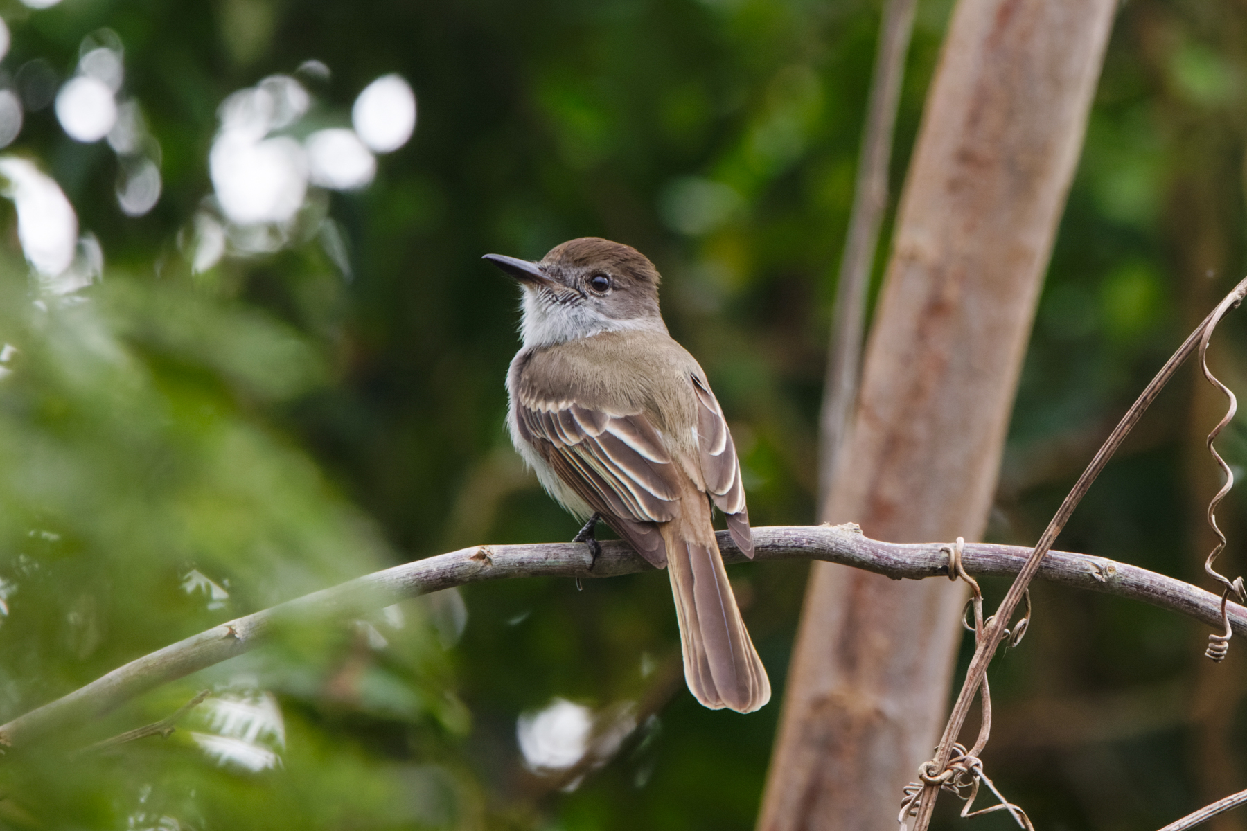 La Sagra's Flycatcher (image by Leo Garrigues)