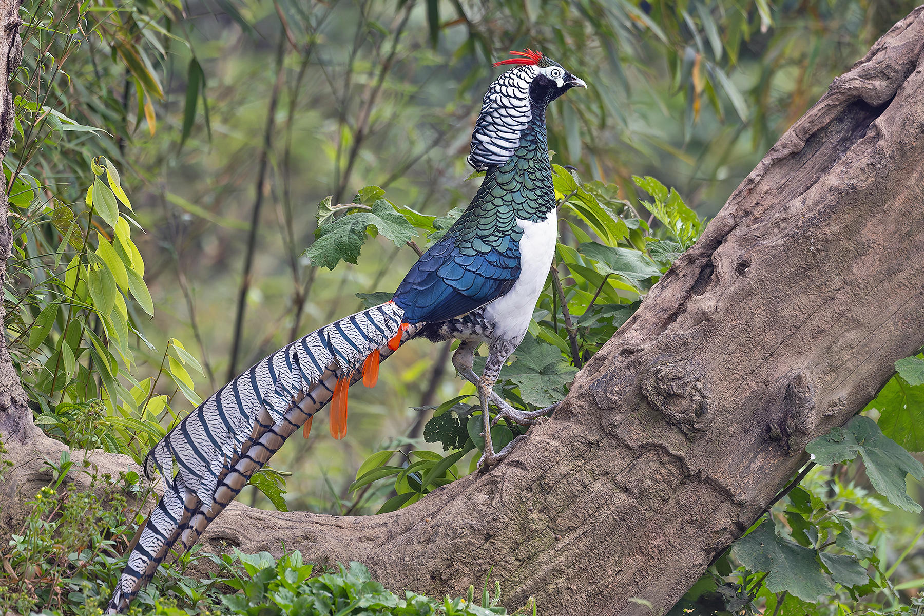 Lady Amherst's Pheasant (image by Pete Morris)