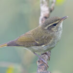 Large-billed Leaf Warbler (image by Pete Morris)