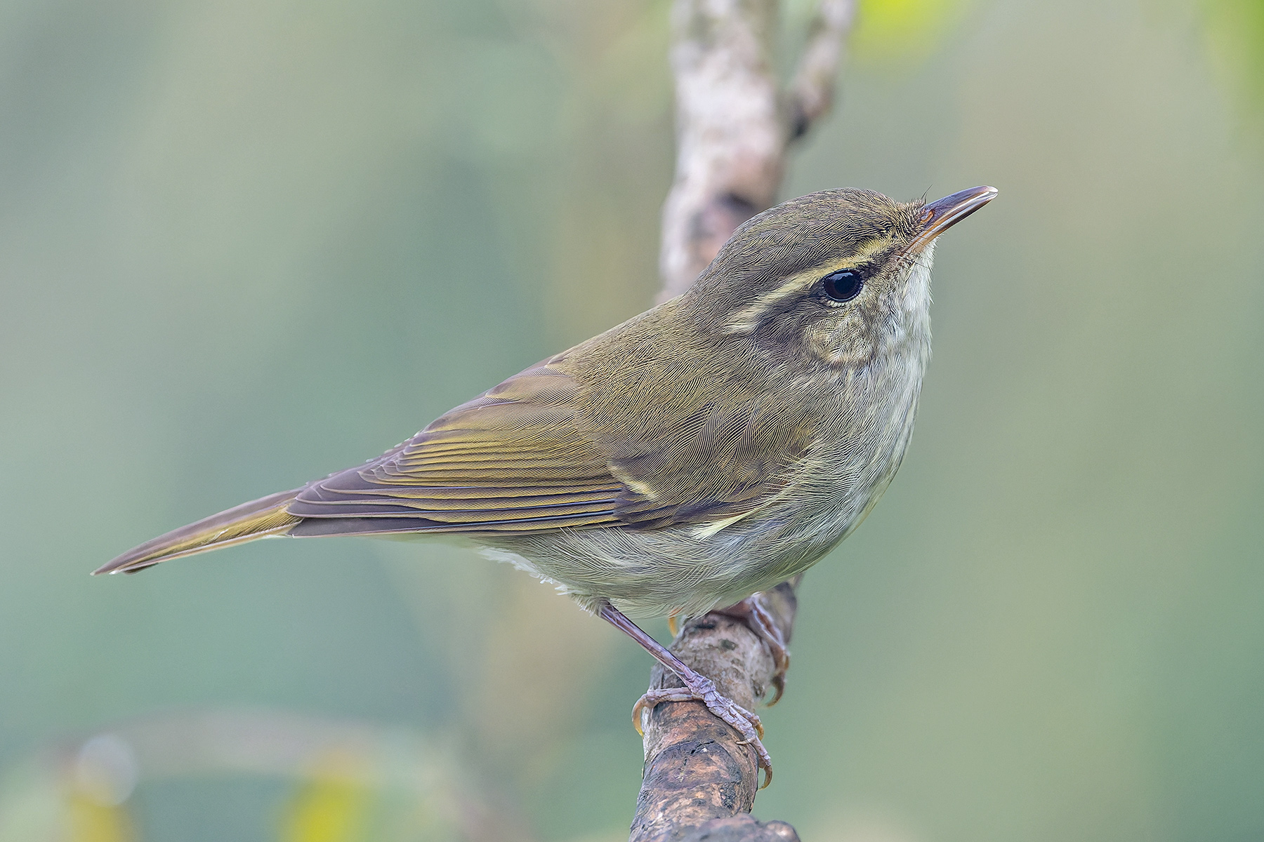 Large-billed Leaf Warbler (image by Pete Morris)