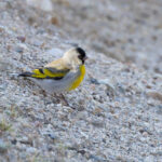 Lawrence's Goldfinch (image by Mike Watson)