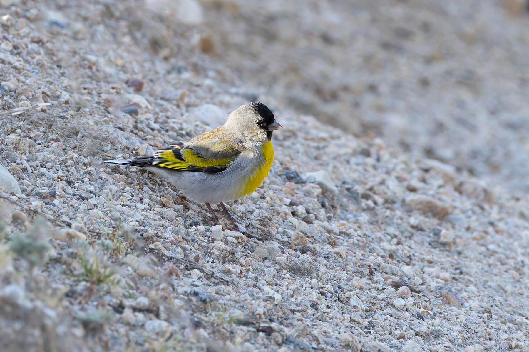 Lawrence's Goldfinch (image by Mike Watson)