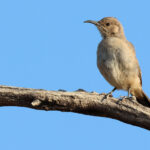Le Conte's Thrasher (image by Sjoerd Radstaak)