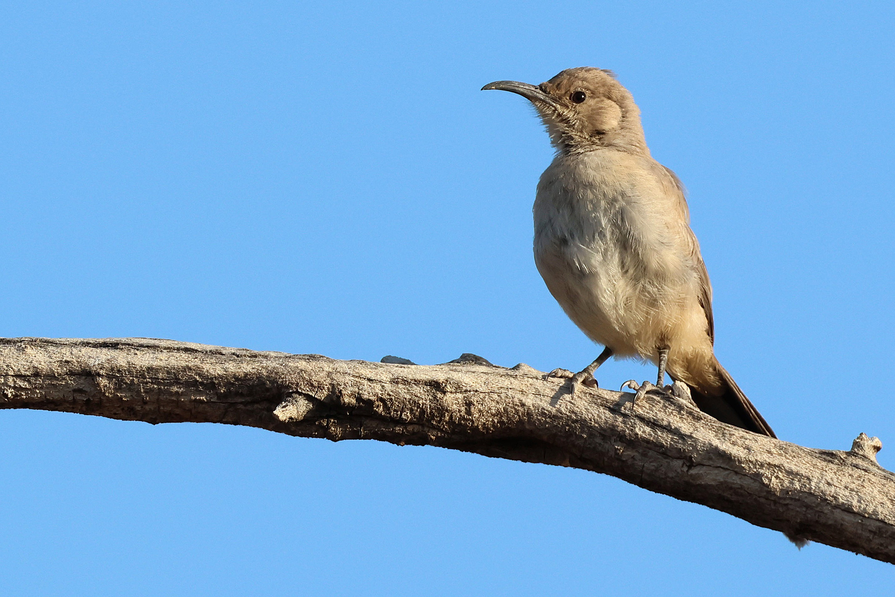 Le Conte's Thrasher (image by Sjoerd Radstaak)