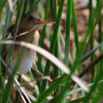 Least Bittern (image by Sjoerd Radstaak)