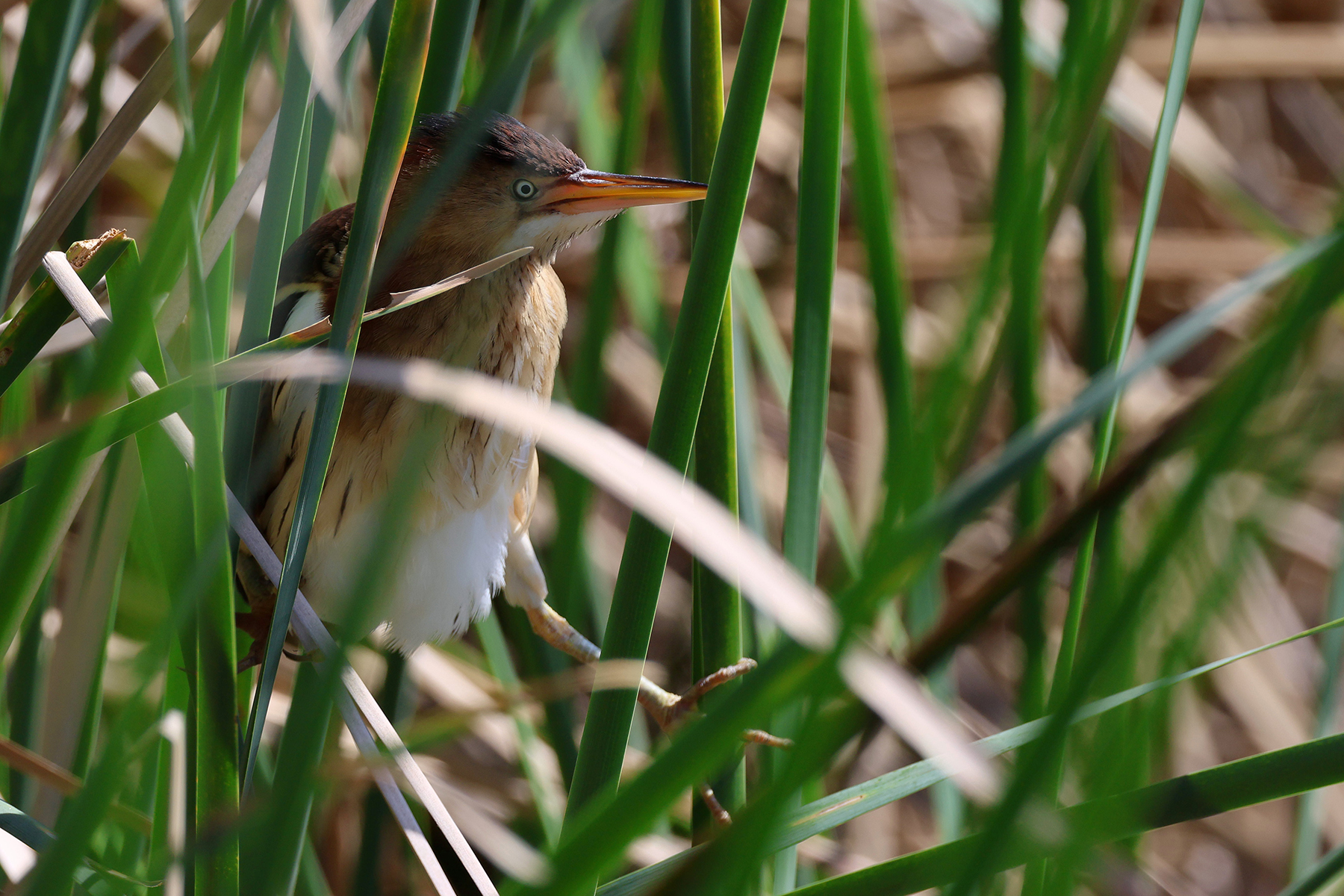 Least Bittern (image by Sjoerd Radstaak)