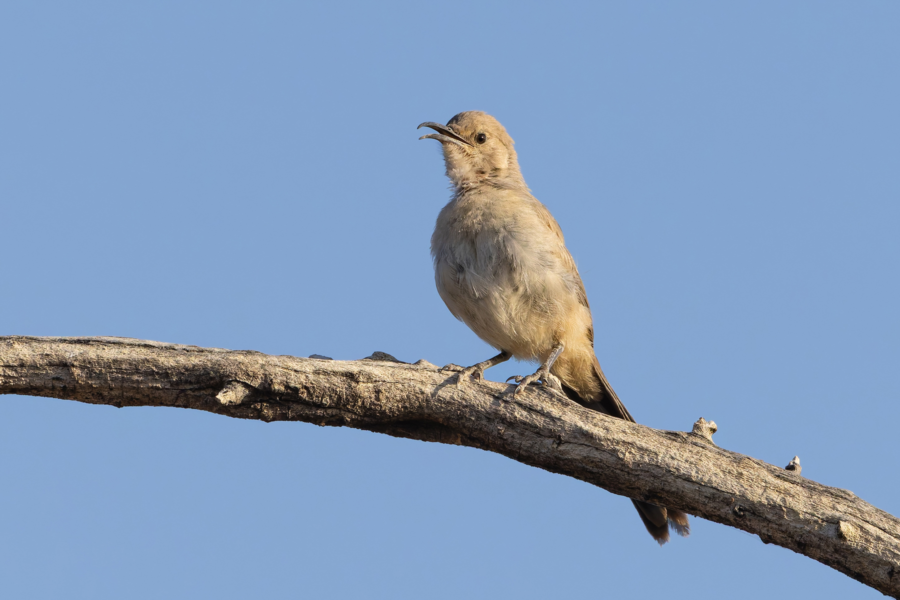 Le Conte's Thrasher (image by Mike Watson)
