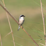 Lesser Grey Shrike (image by Diedert Koppenol)