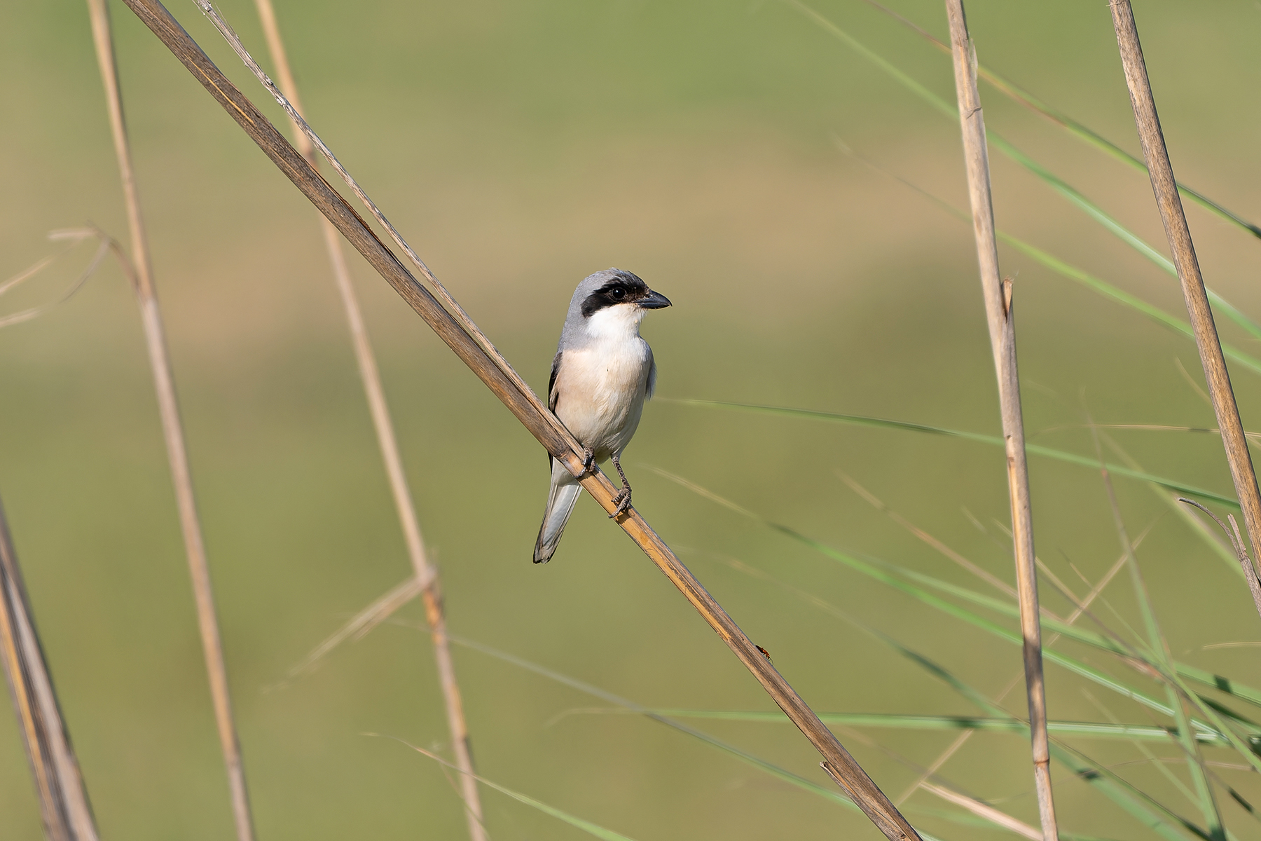 Lesser Grey Shrike (image by Diedert Koppenol)