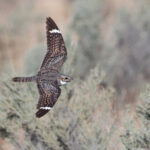 Lesser Nighthawk (image by Mike Watson)