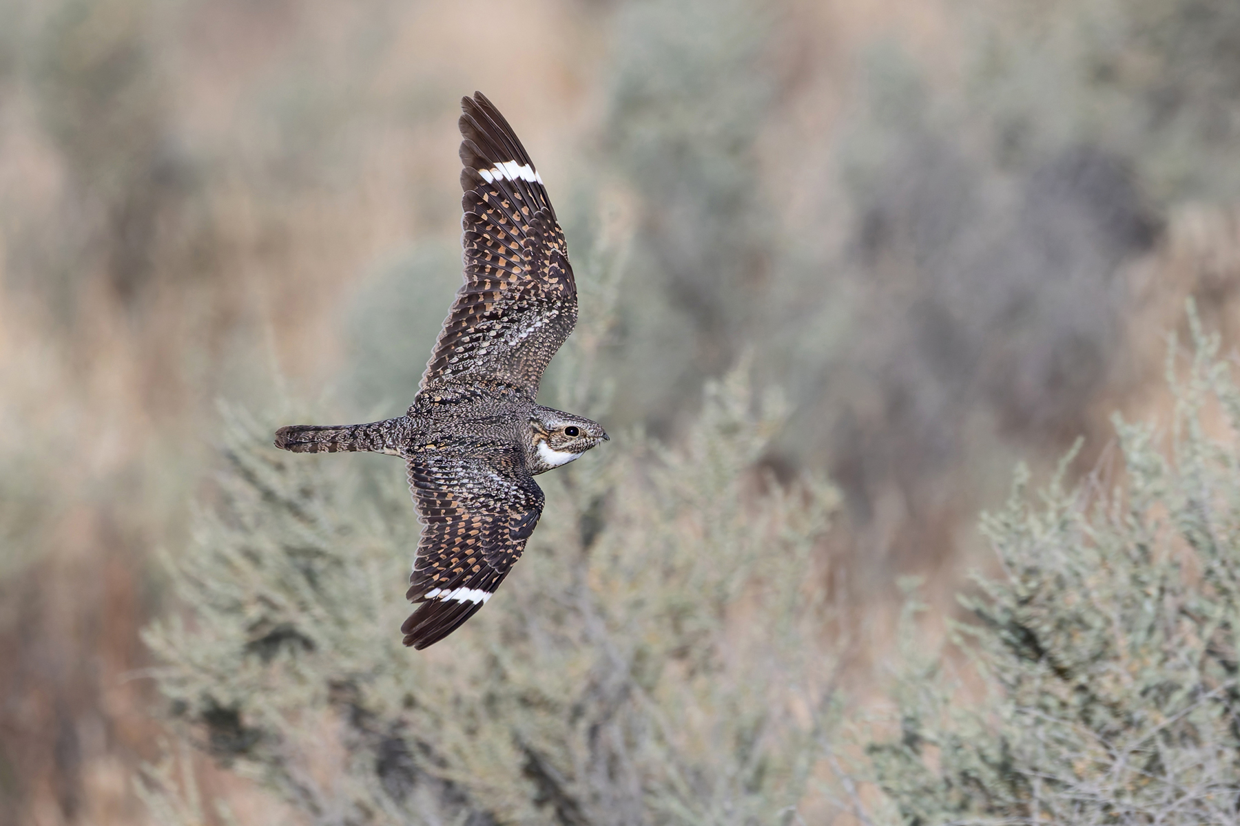 Lesser Nighthawk (image by Mike Watson)