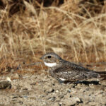 Lesser Nighthawk (image by Sjoerd Radstaak)