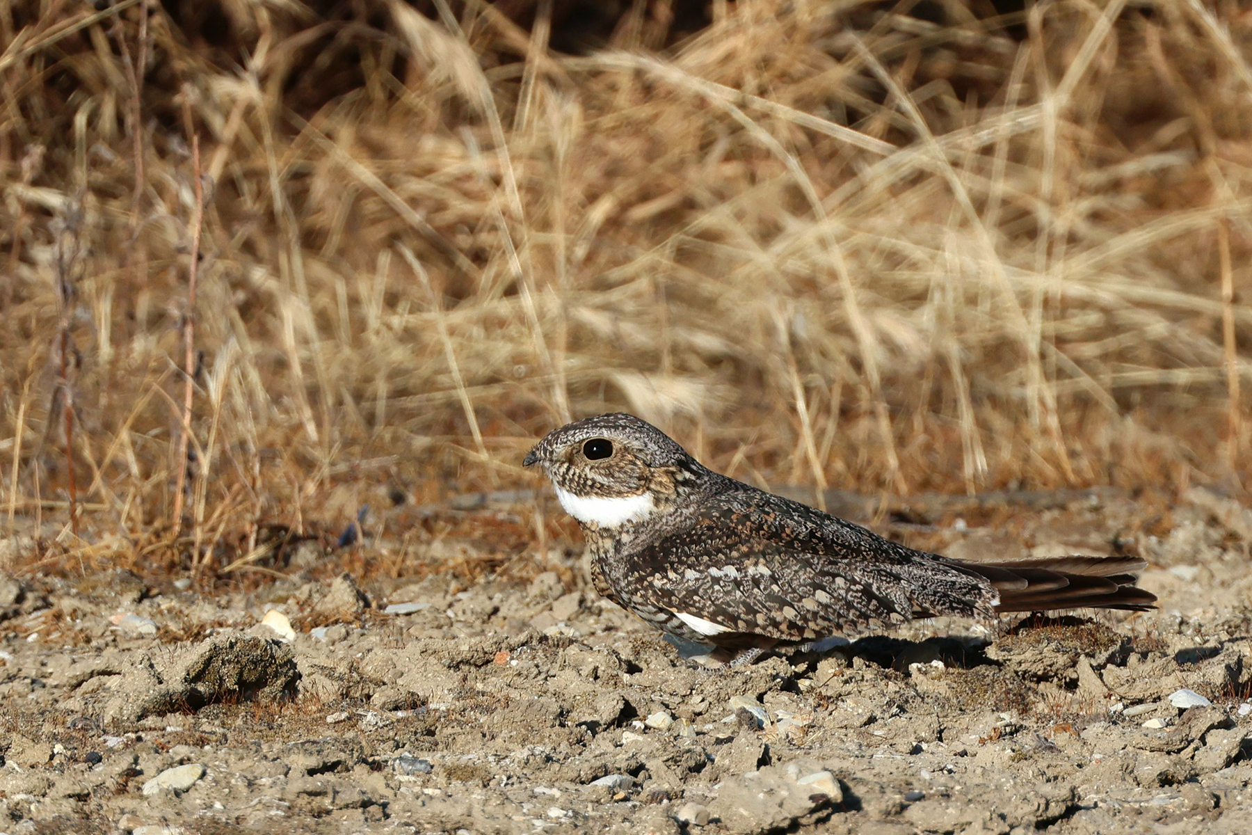 Lesser Nighthawk (image by Sjoerd Radstaak)