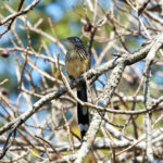 Lesser Roadrunner (image by Leo Garrigues)