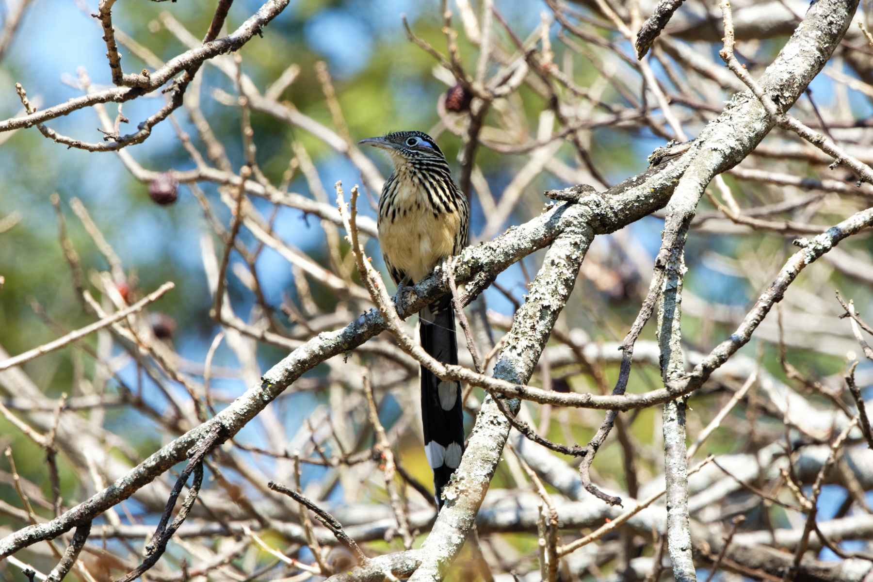 Lesser Roadrunner (image by Leo Garrigues)