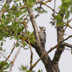 male Lesser Spotted Woodpecker (image by Diedert Koppenol)