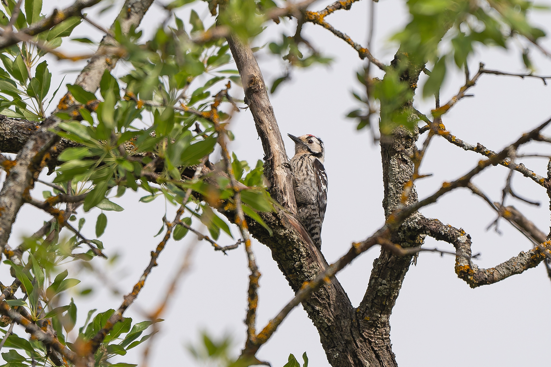 male Lesser Spotted Woodpecker (image by Diedert Koppenol)