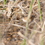 Little Crake (image by Diedert Koppenol)