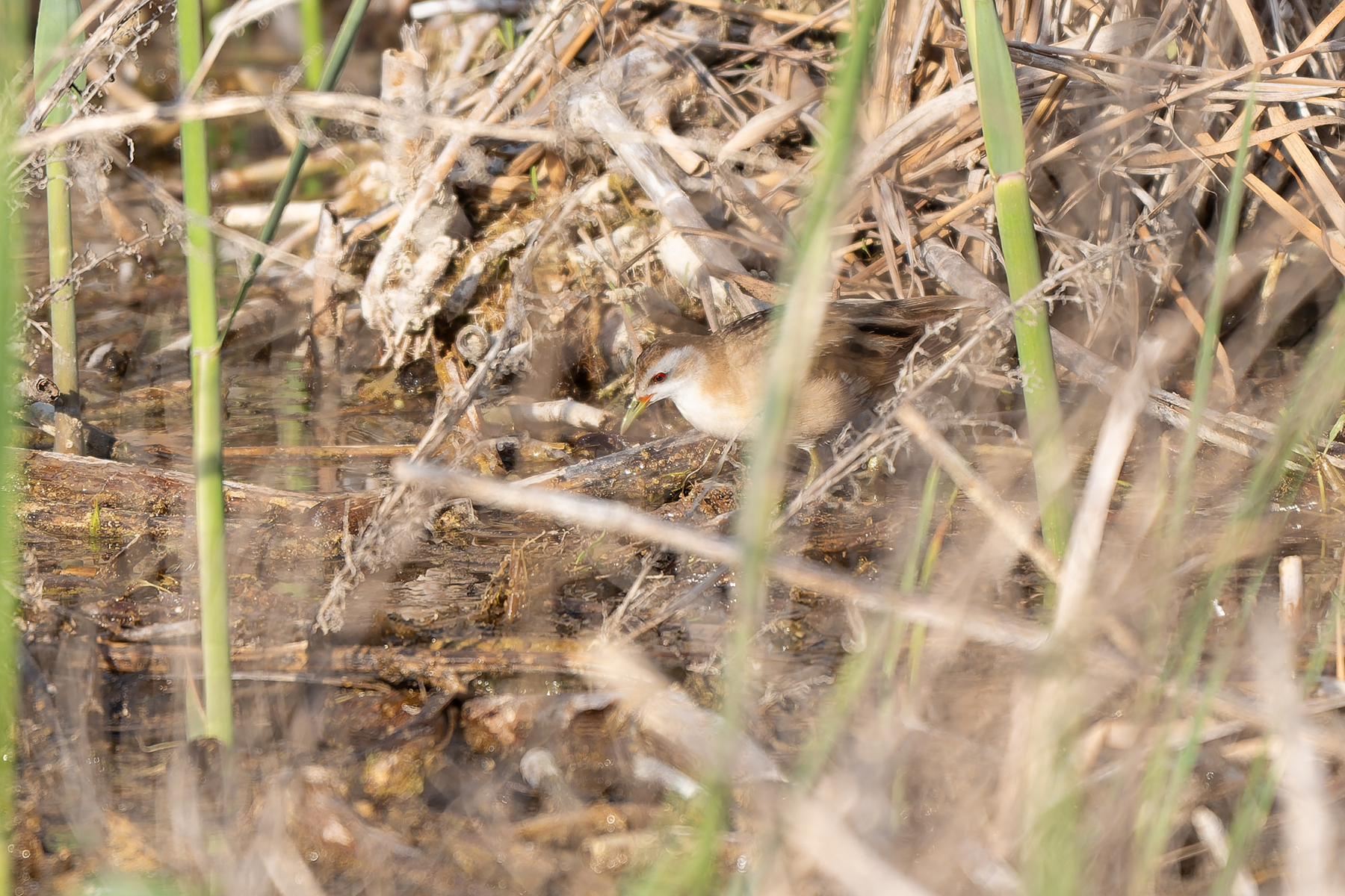 Little Crake (image by Diedert Koppenol)