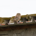 Little Owl (image by Diedert Koppenol)