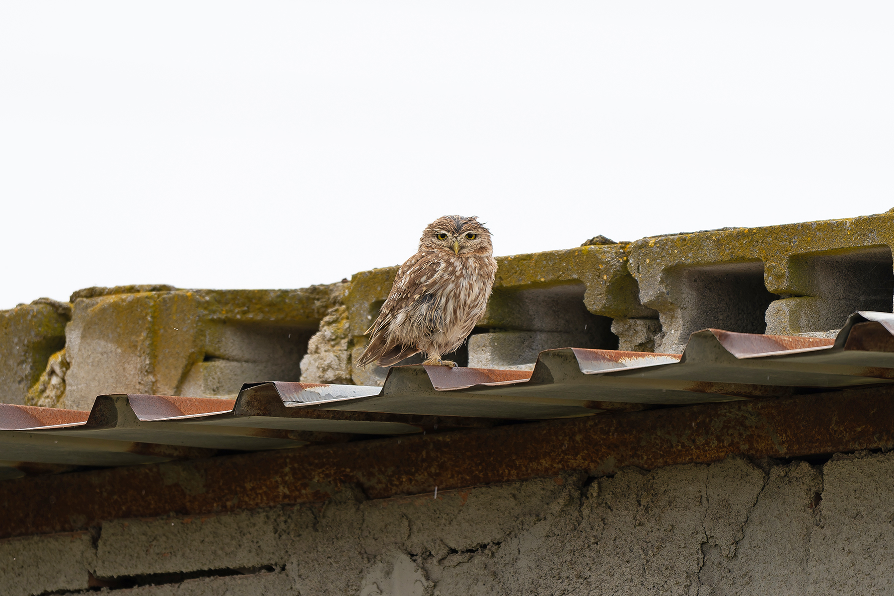 Little Owl (image by Diedert Koppenol)