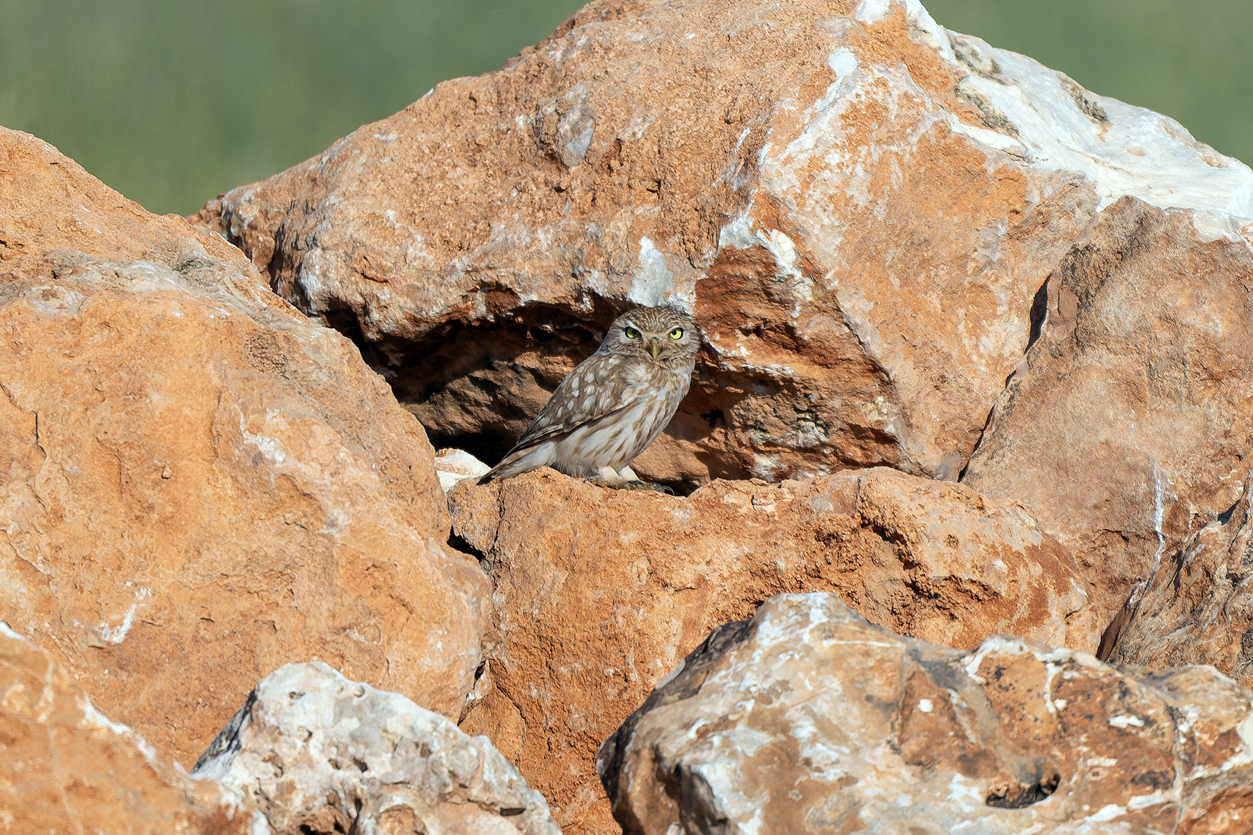 Little Owl (image by Diedert Koppenol)