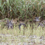 Long-billed Dowitchers (image by Leo Garrigues)