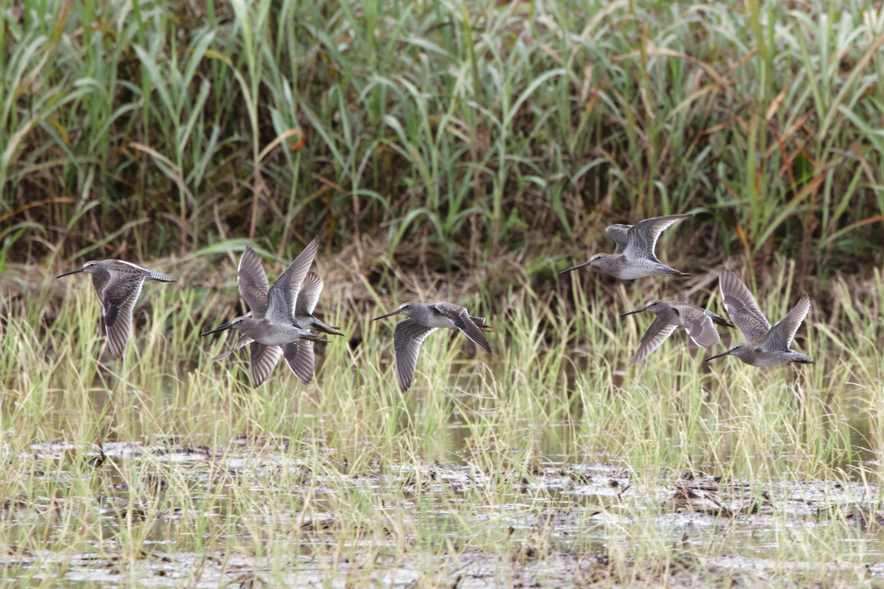 Long-billed Dowitchers (image by Leo Garrigues)