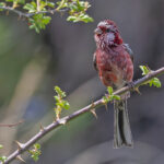 Long-tailed Rosefinch (image by Pete Morris)