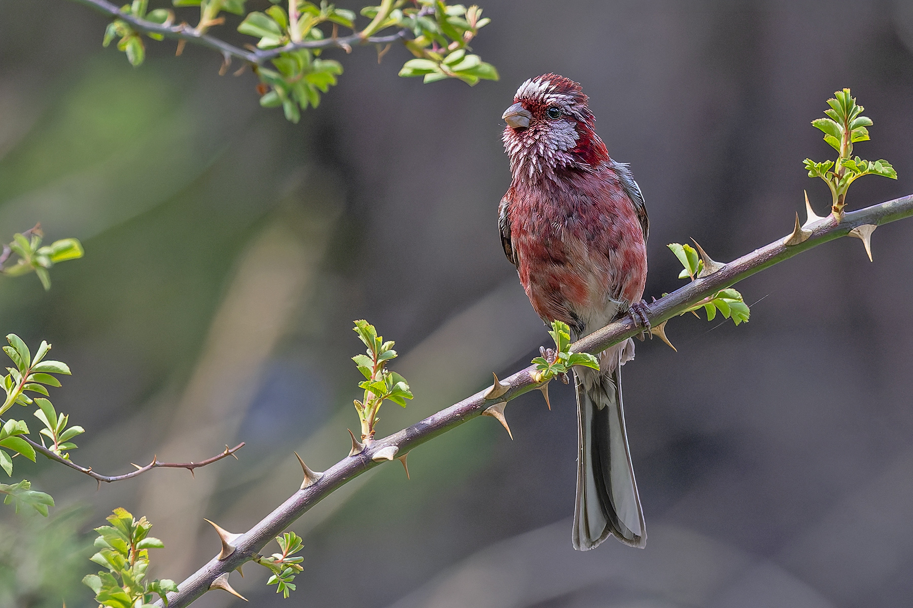 Long-tailed Rosefinch (image by Pete Morris)