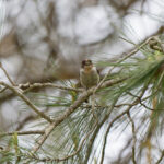 Long-tailed Tit (image by Diedert Koppenol)