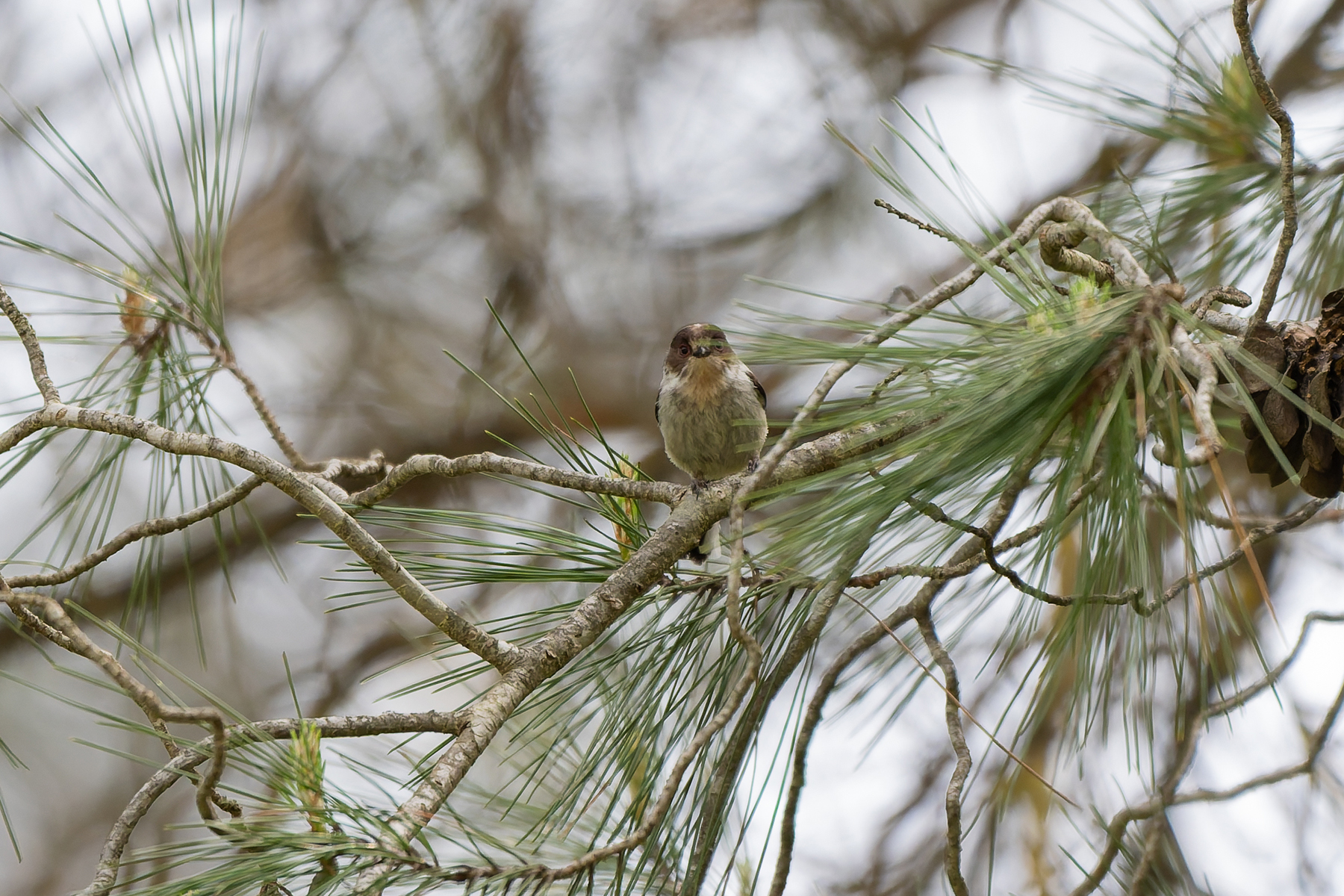 Long-tailed Tit (image by Diedert Koppenol)