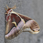 Longcanggou Moth (image by Pete Morris)