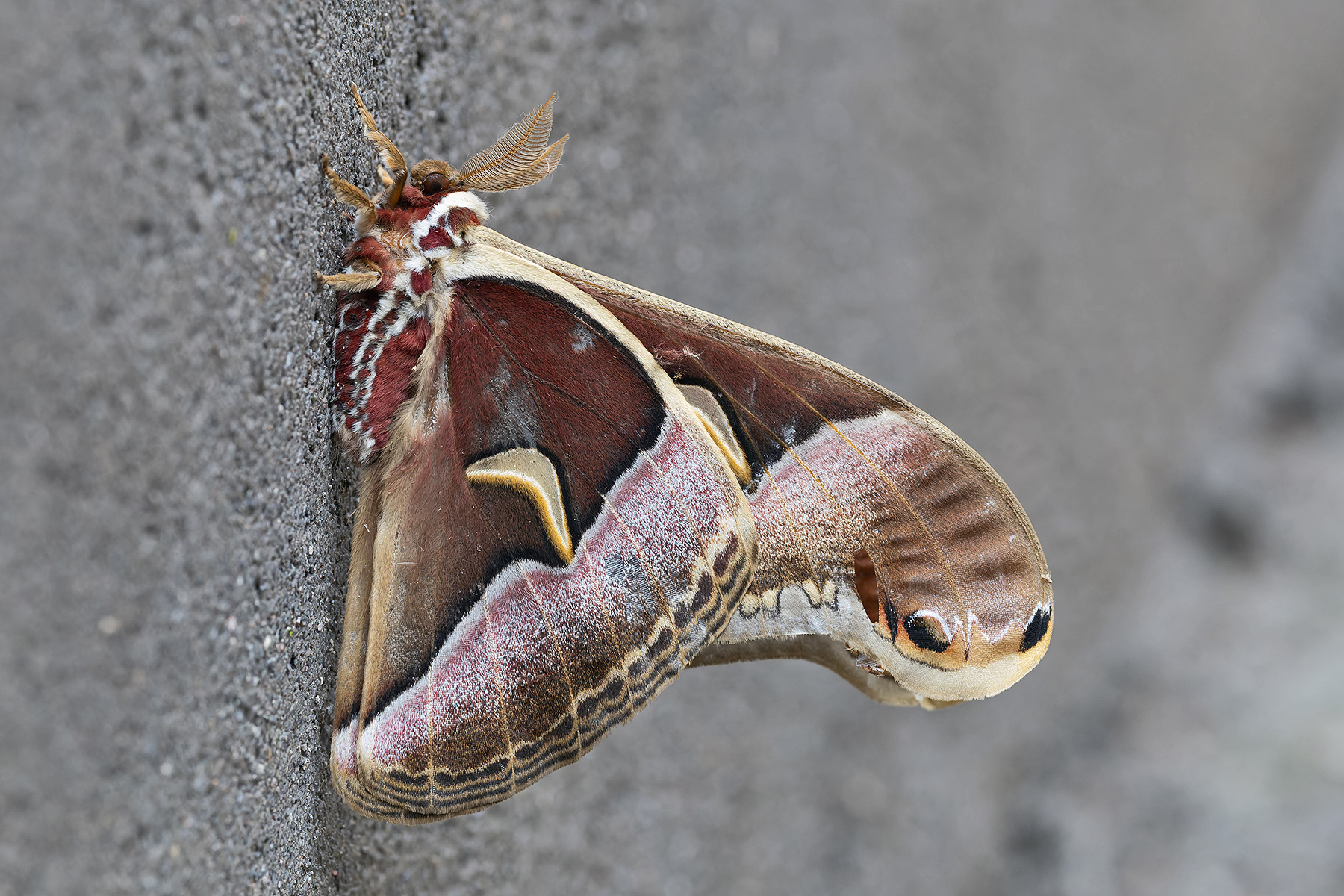 Longcanggou Moth (image by Pete Morris)