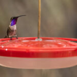 Lucifer Hummingbird (image by Mike Watson)