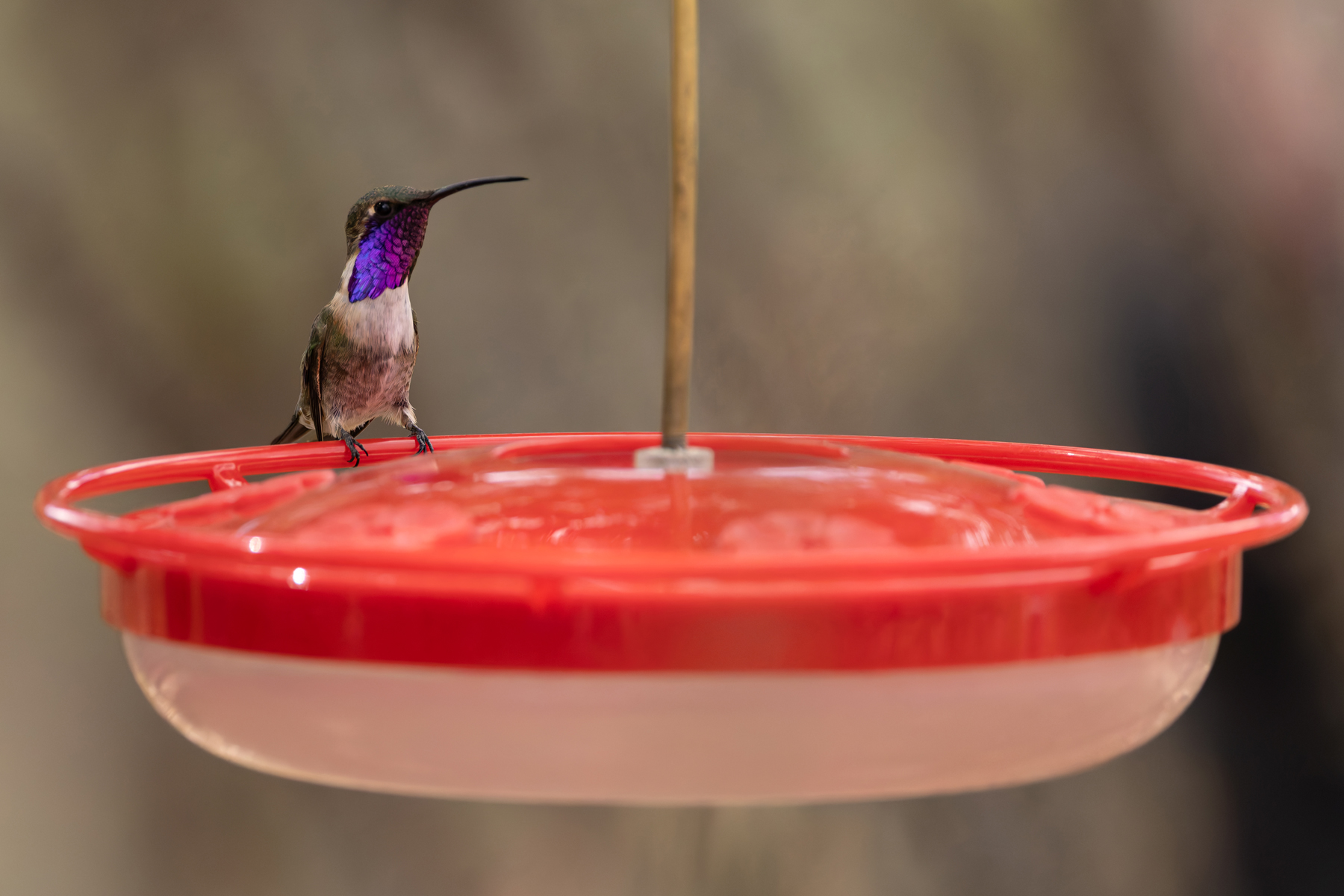 Lucifer Hummingbird (image by Mike Watson)