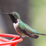 Lucifer Hummingbird (image by Sjoerd Radstaak)