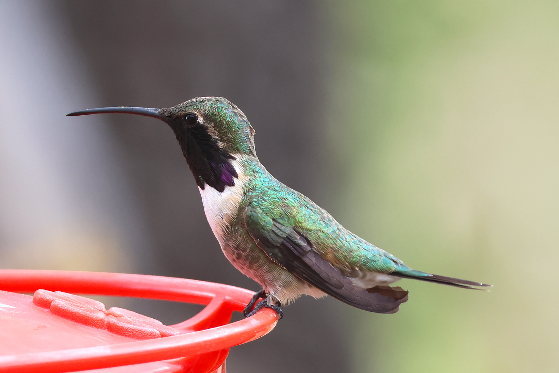 Lucifer Hummingbird (image by Sjoerd Radstaak)