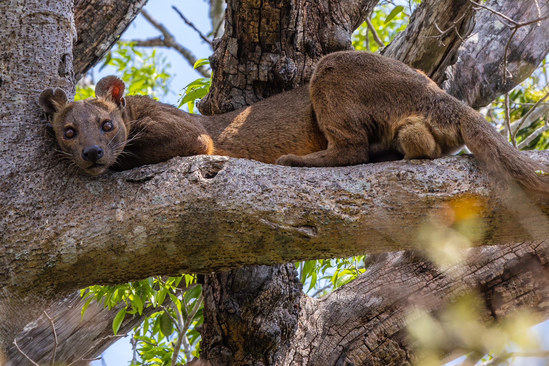 Fossa (image by Gin Wilde)